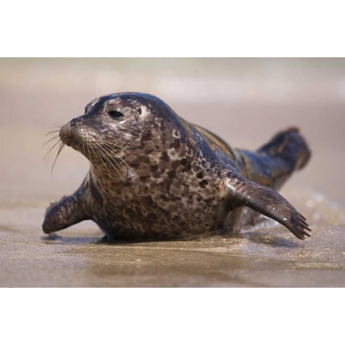 California, La Jolla A baby seal coming ashore